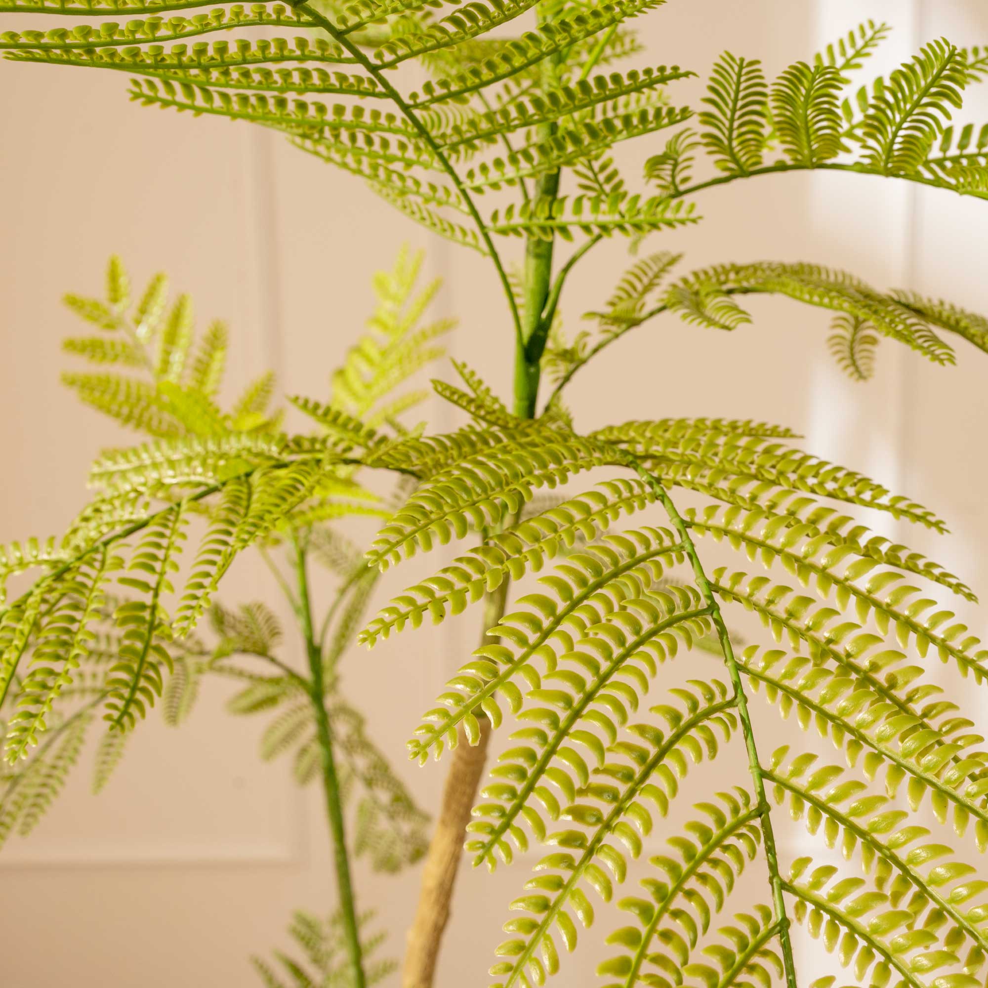 Acacia