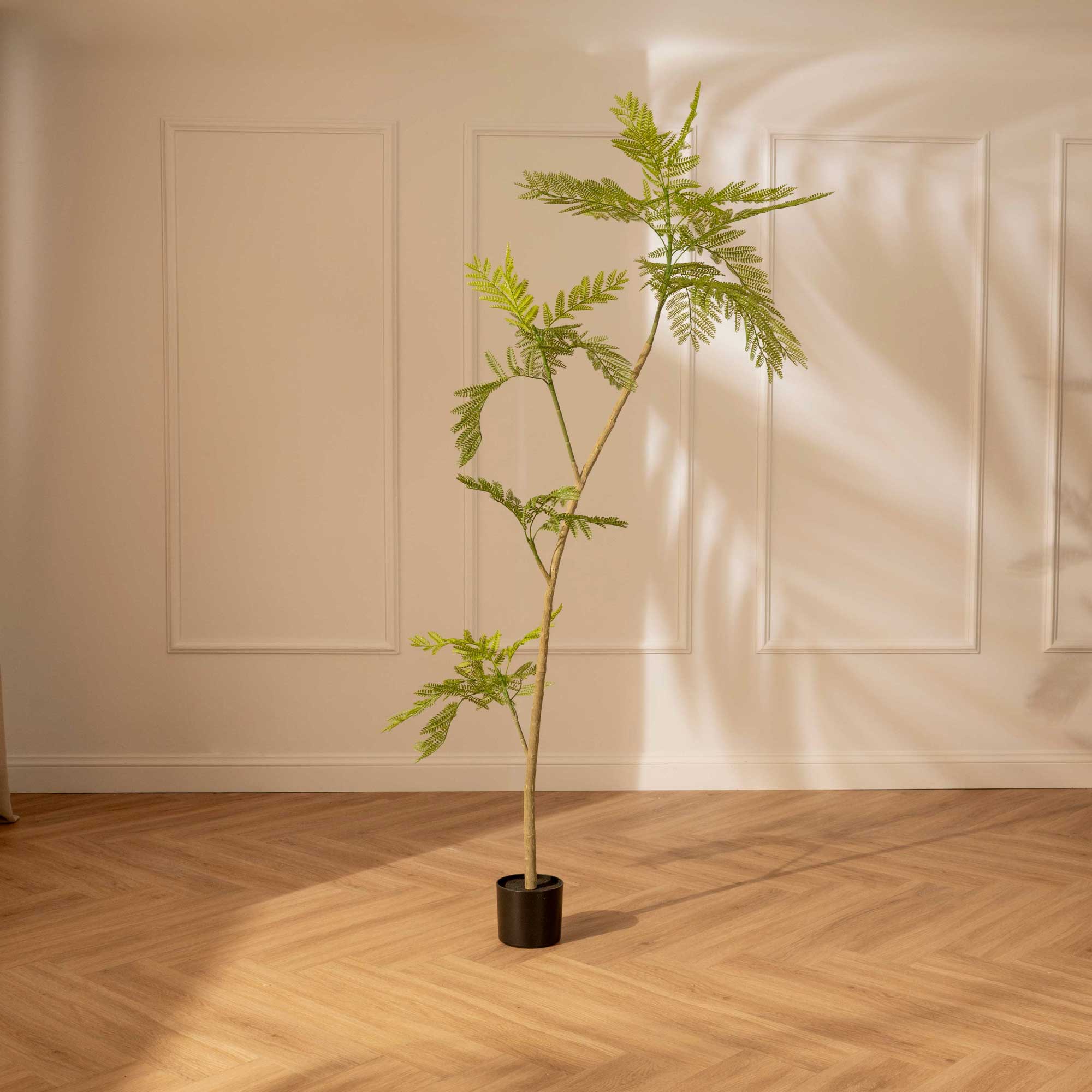 Acacia