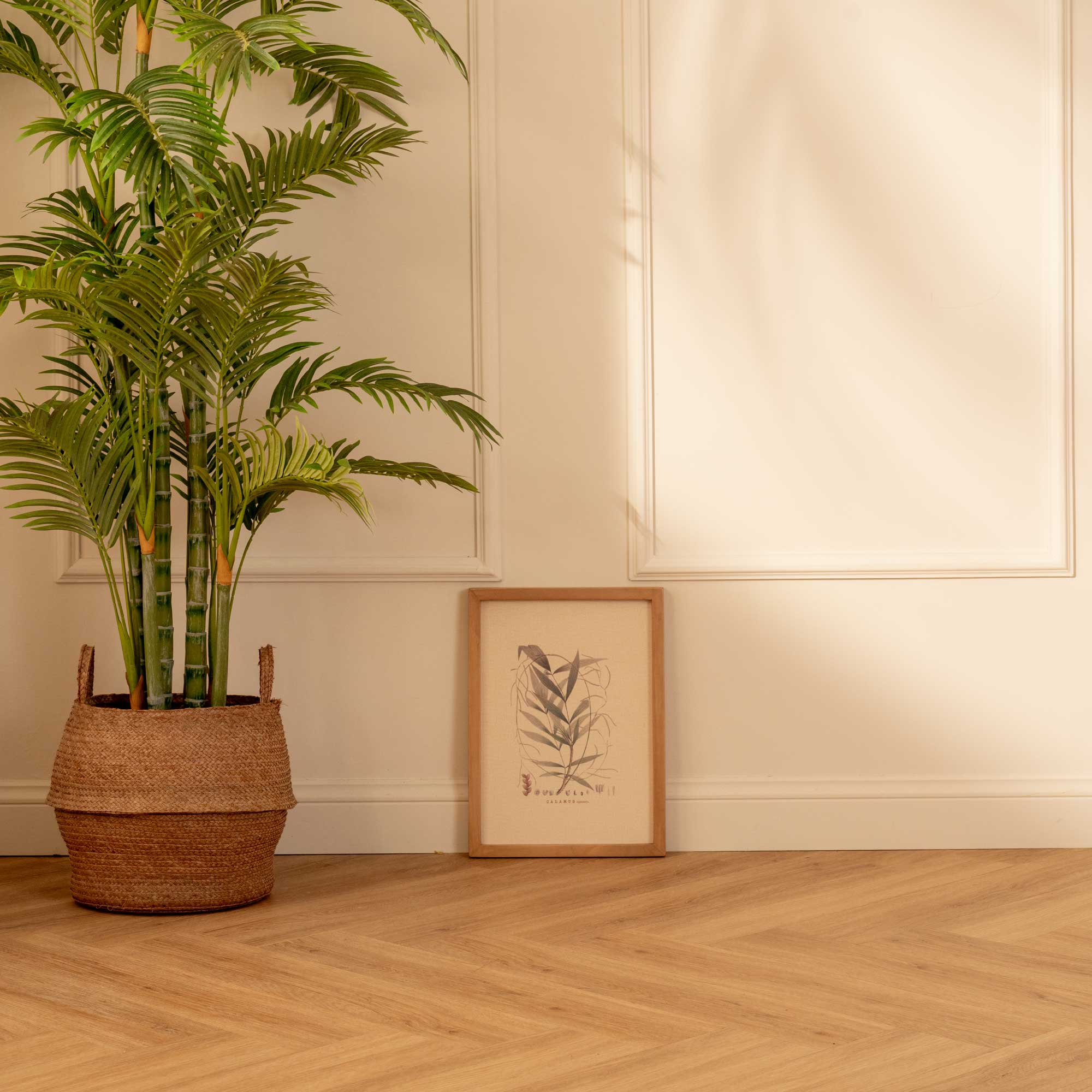 Fruto de Palma Calamus