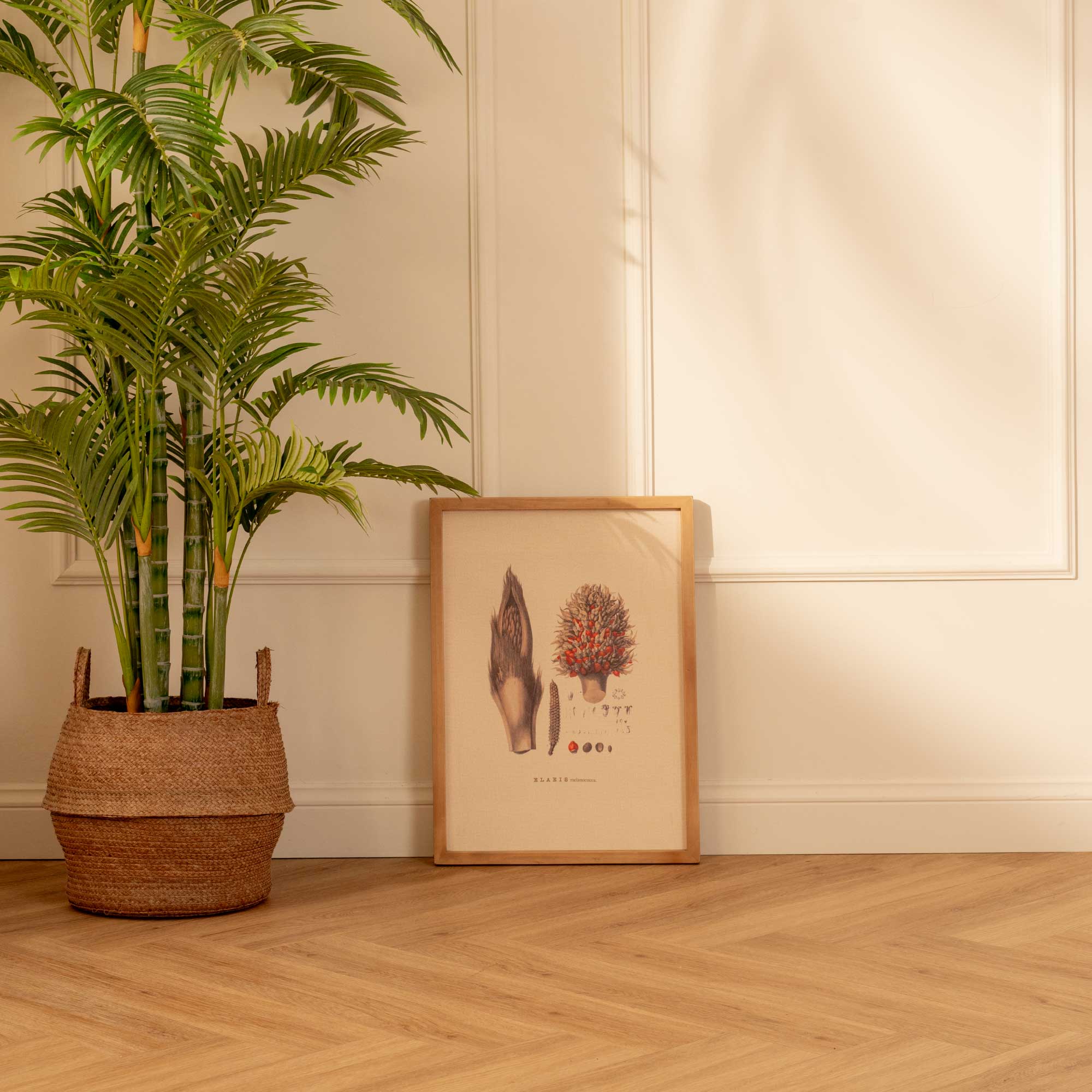 Fruto de Palma Elaeis