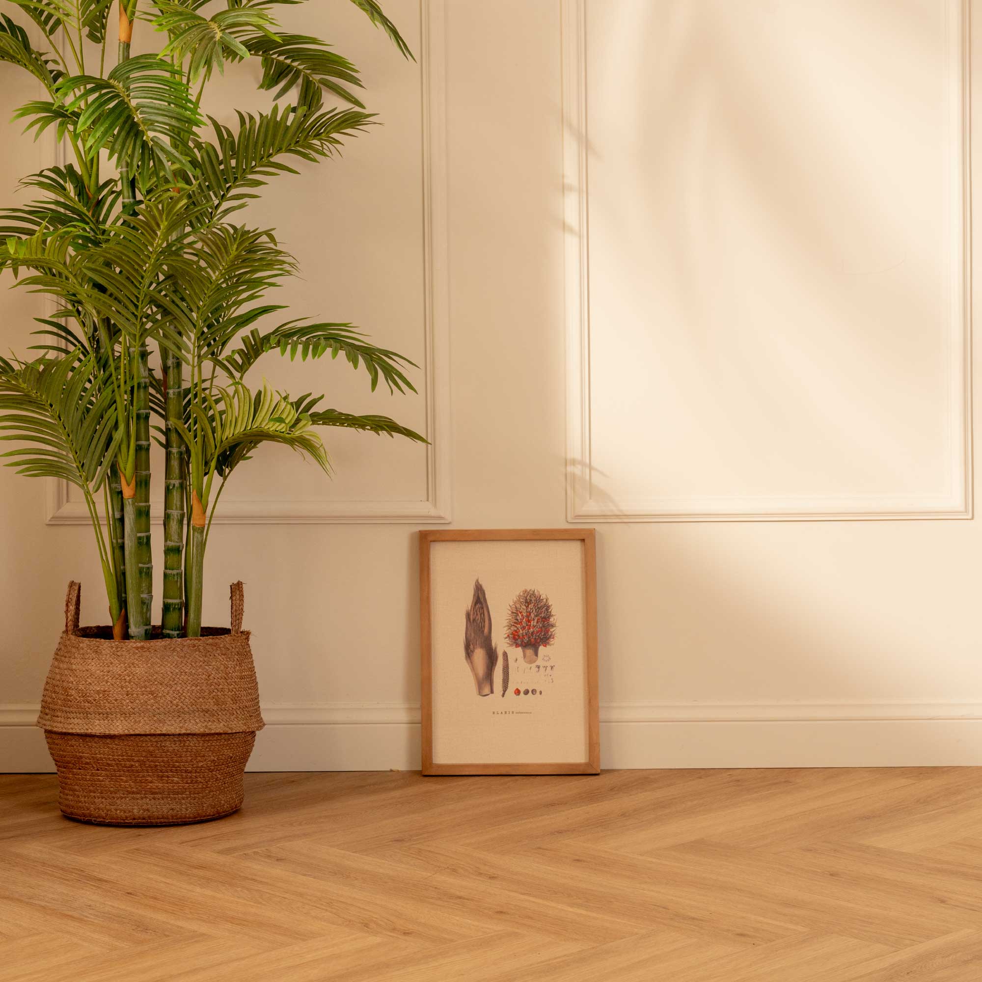 Fruto de Palma Elaeis