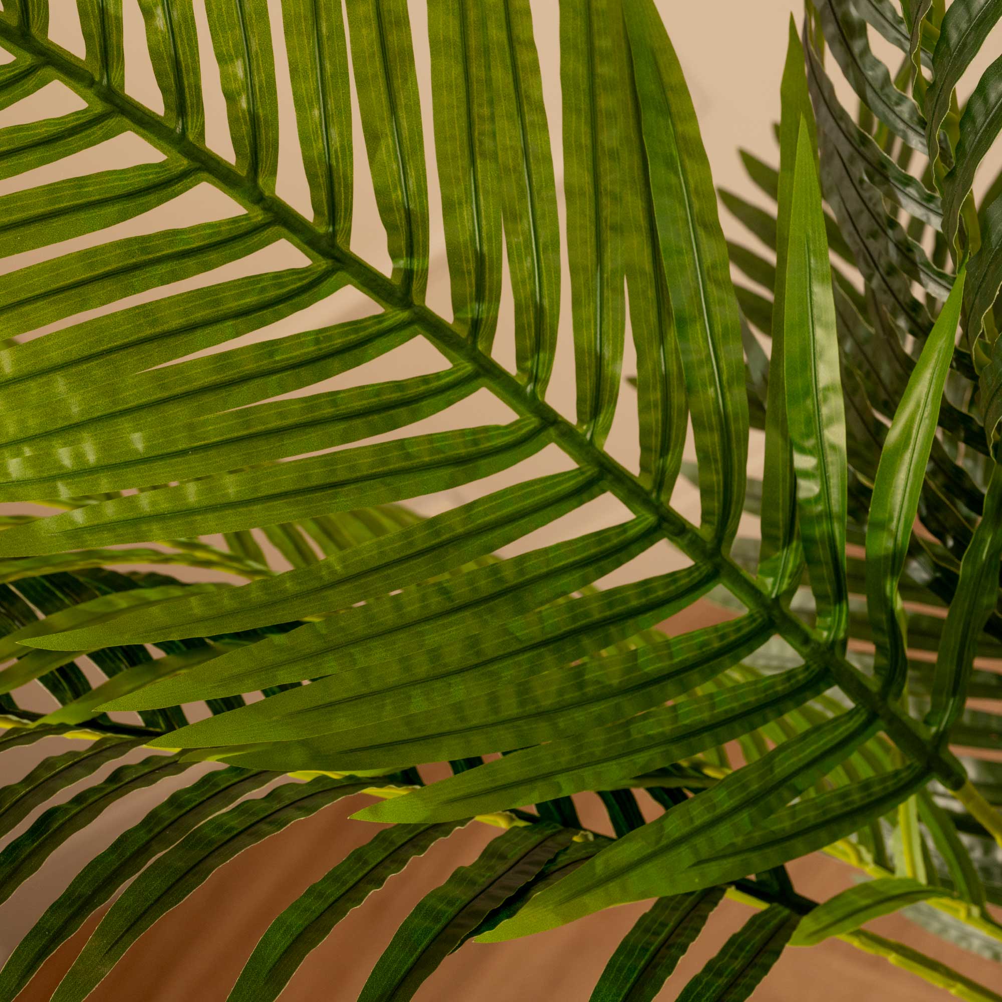 Palma Areca
