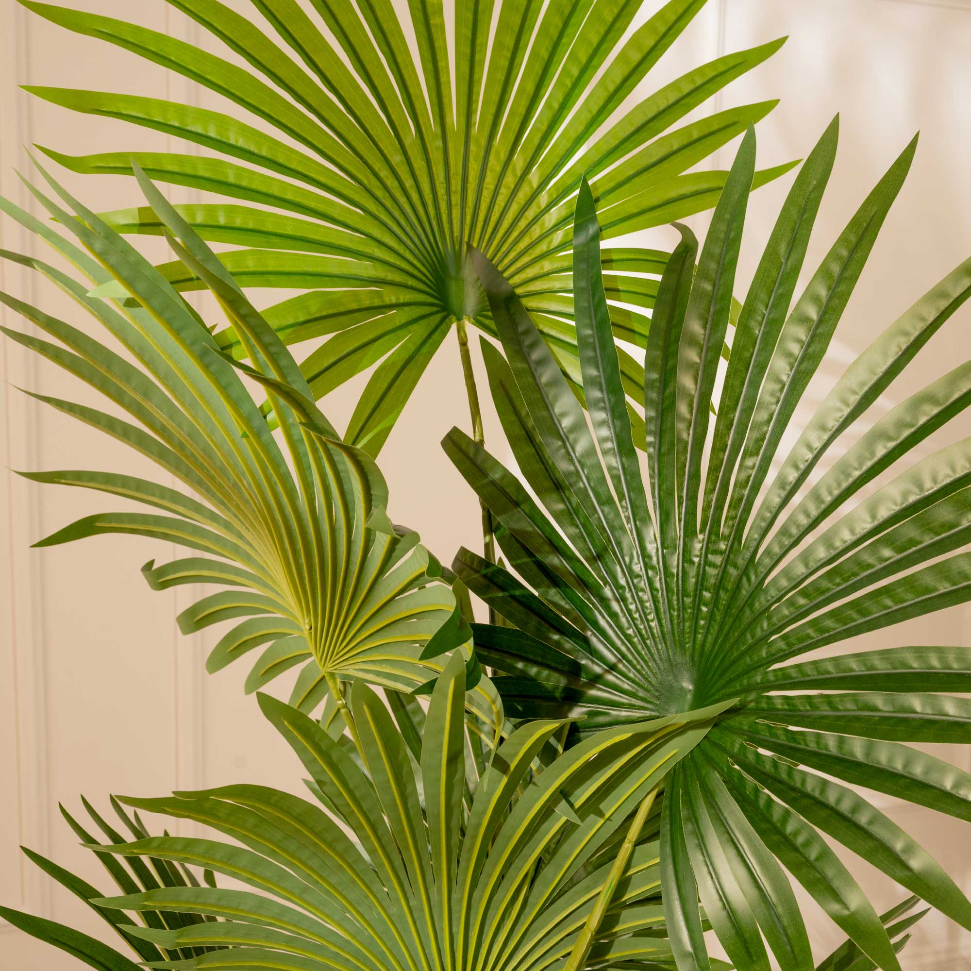 Palma Livistonia