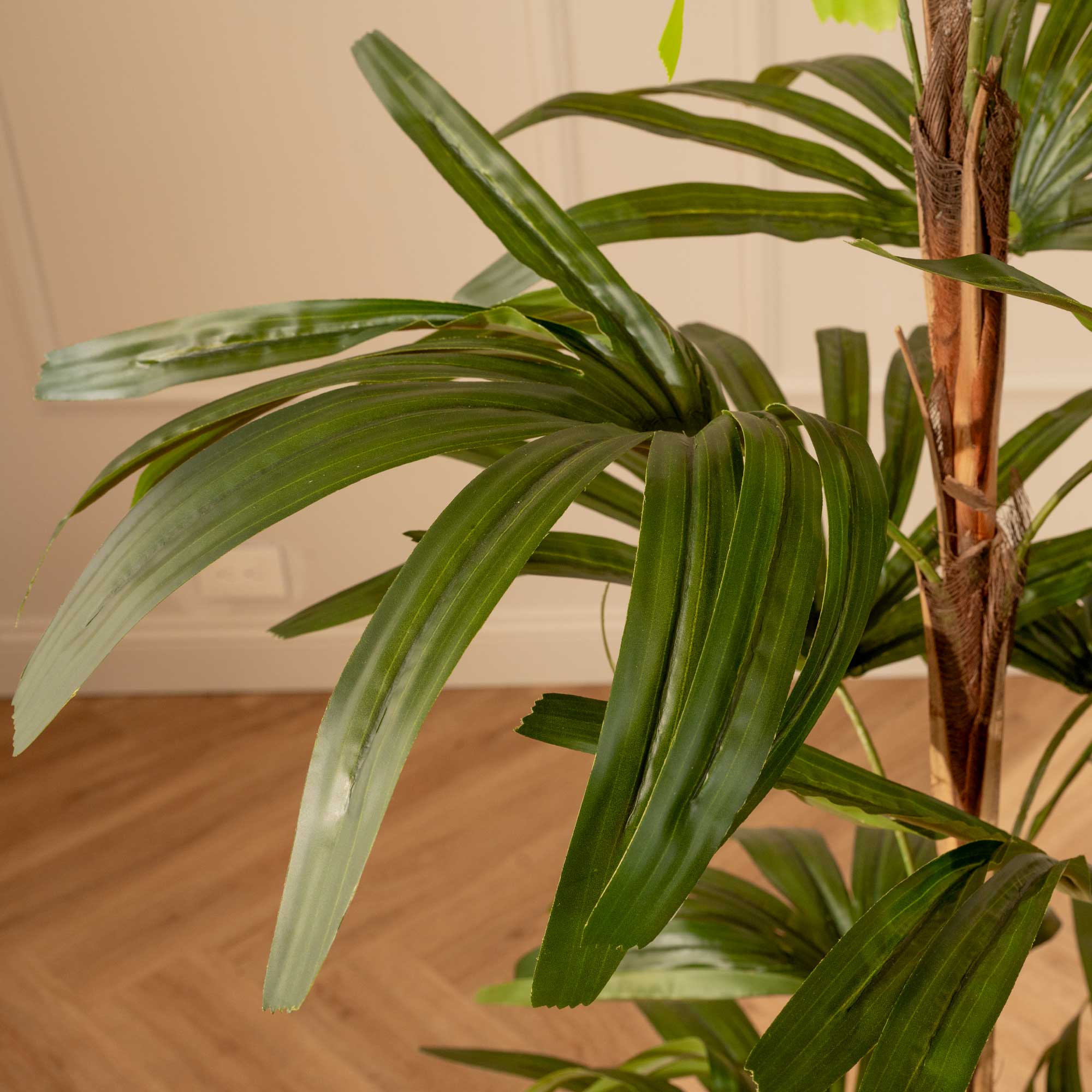 Palma Rhapis