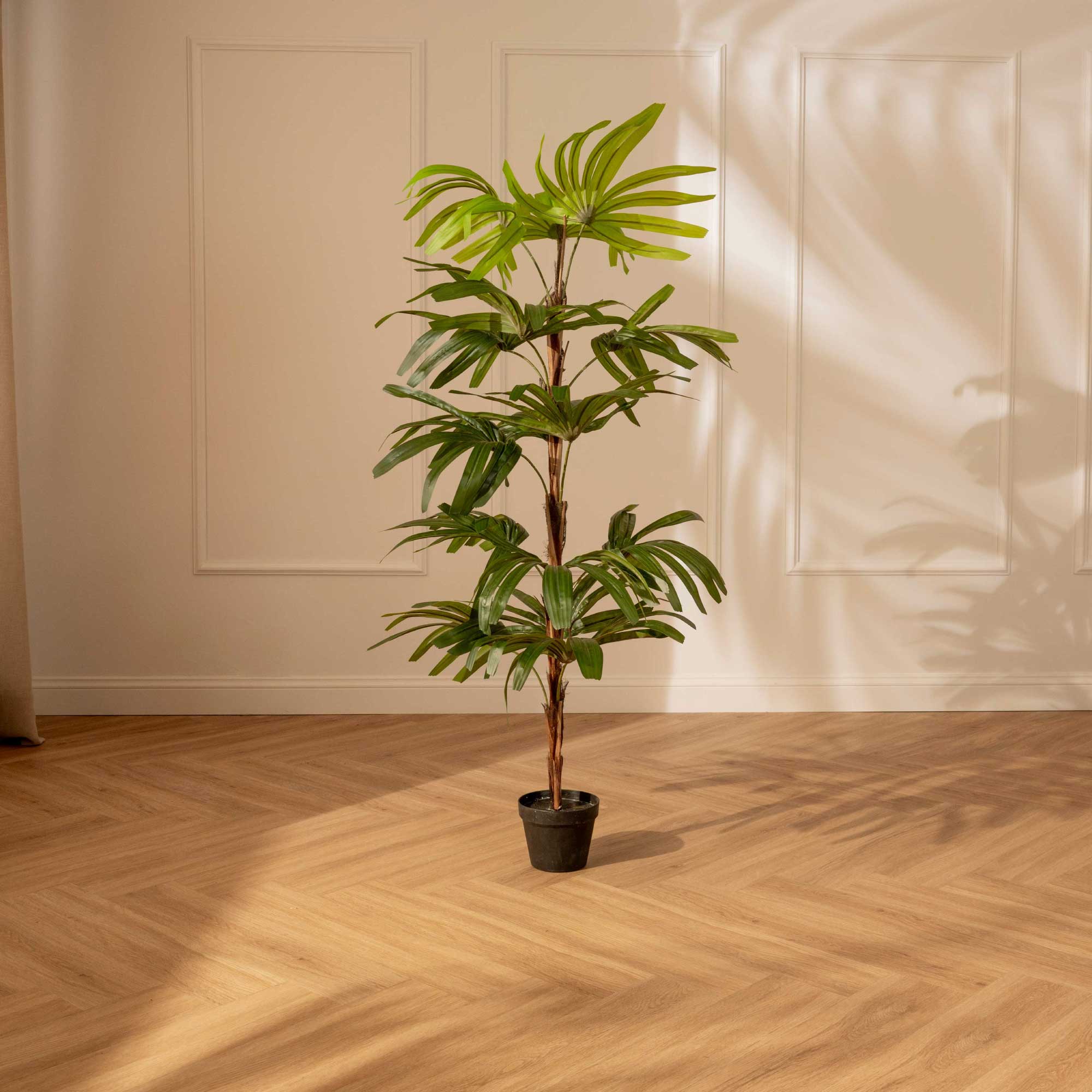 Palma Rhapis