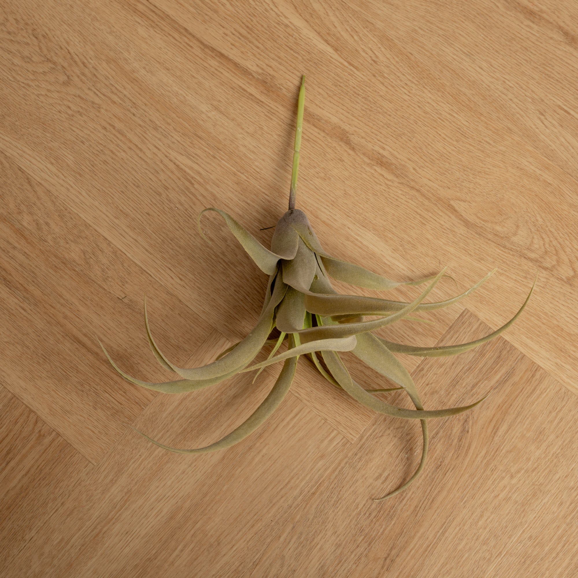 Plantas Artificiales Tilandsia