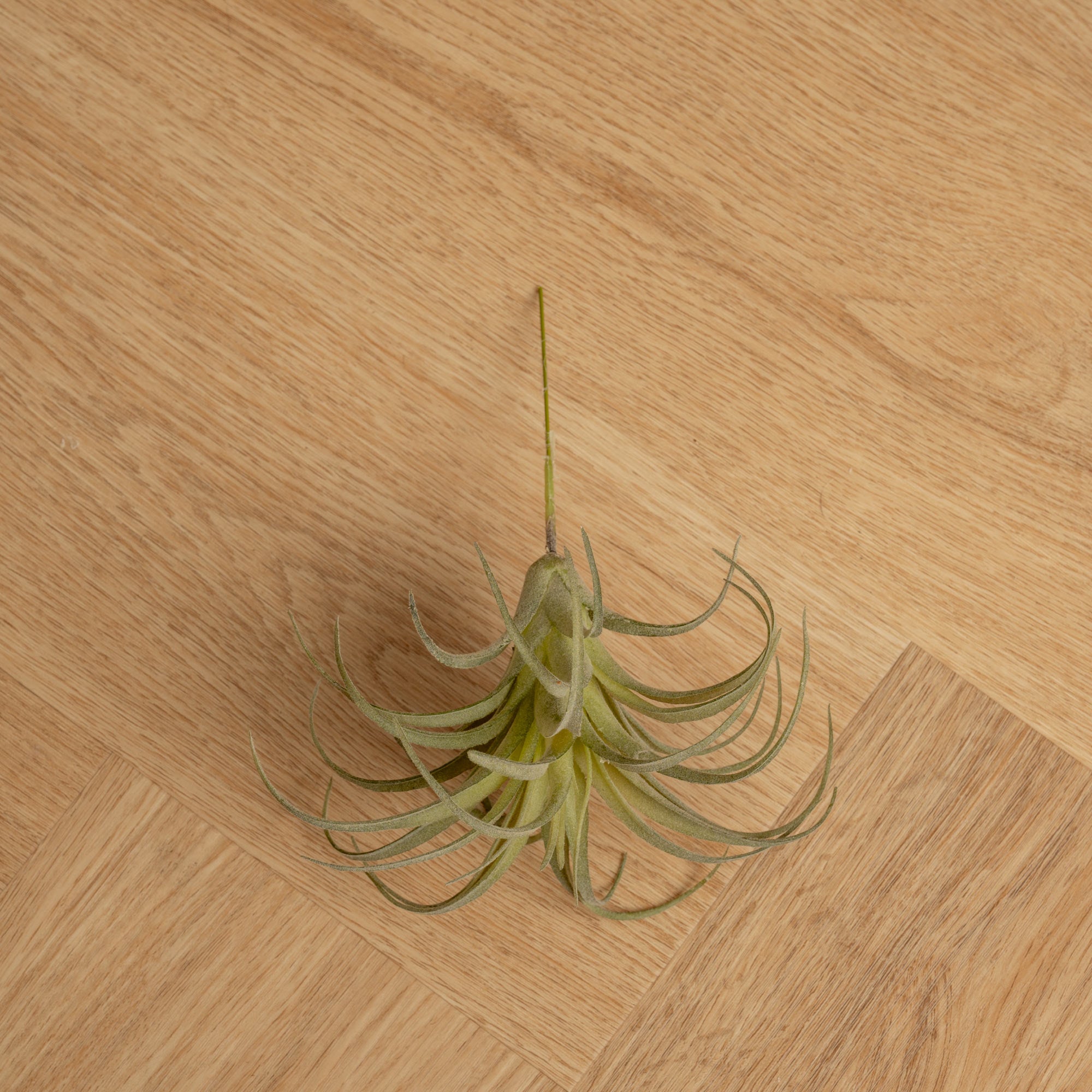 Plantas Artificiales Tilandsia