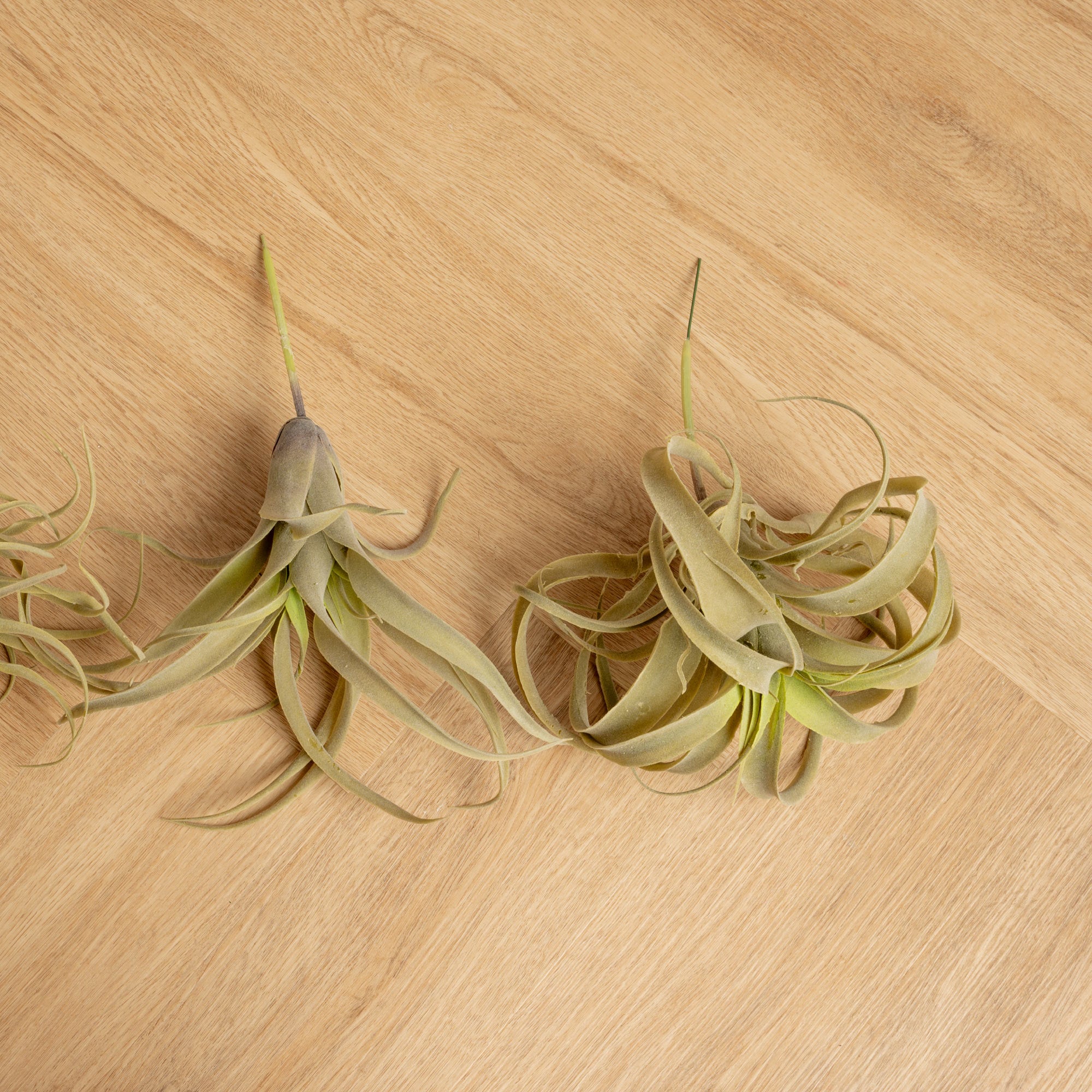 Plantas Artificiales Tilandsia