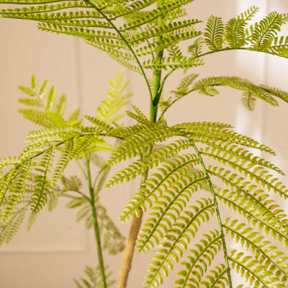 Acacia