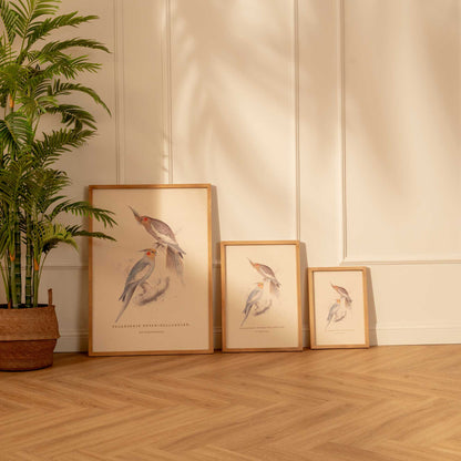 Arte Decorativo Cacatúa