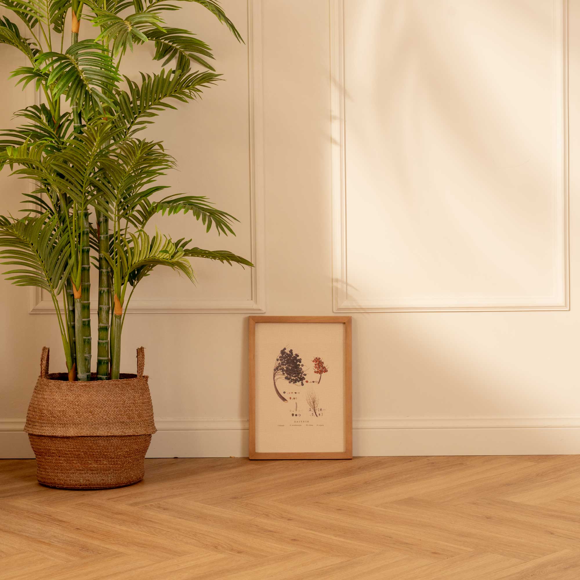 Fruto de Palma Bactris