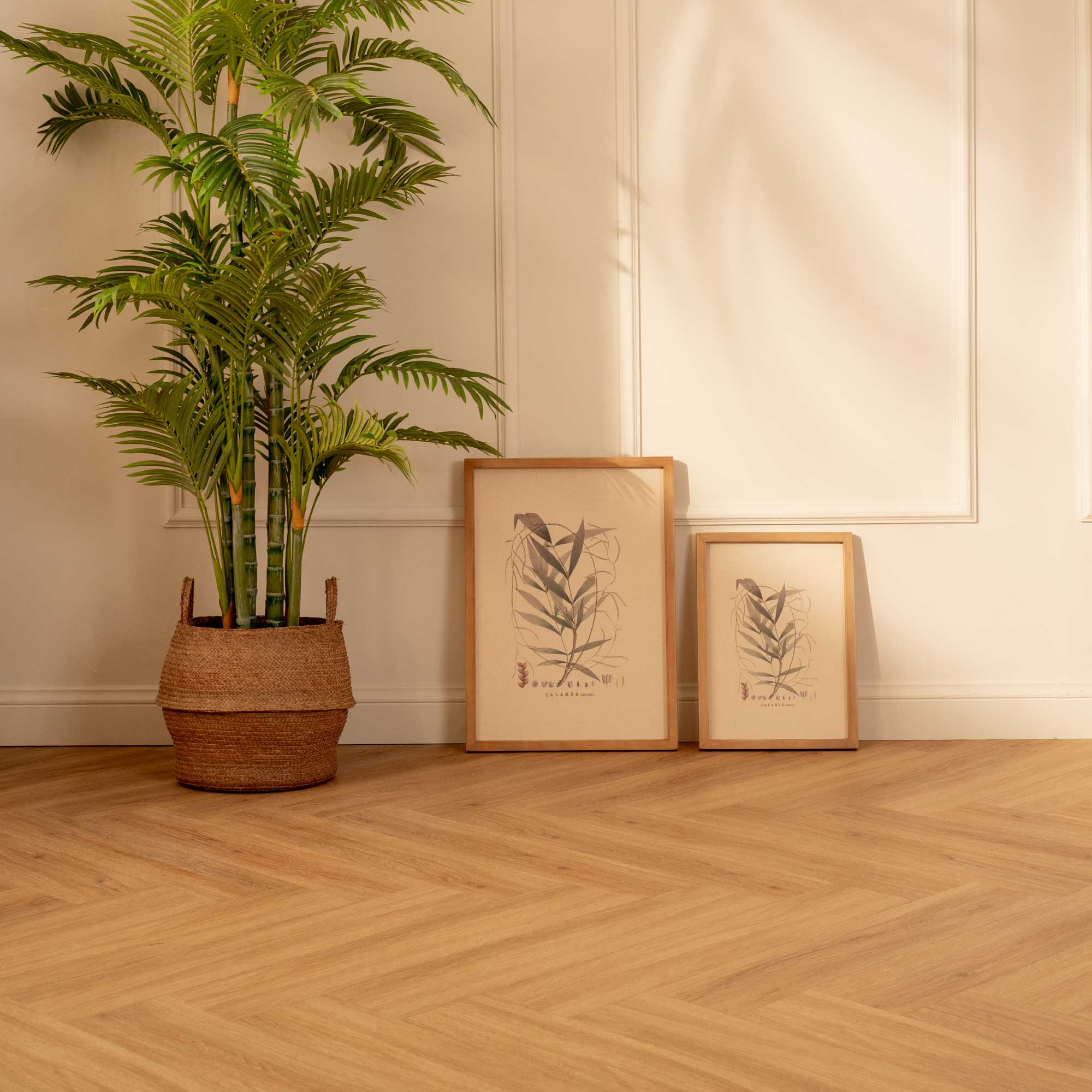 Fruto de Palma Calamus