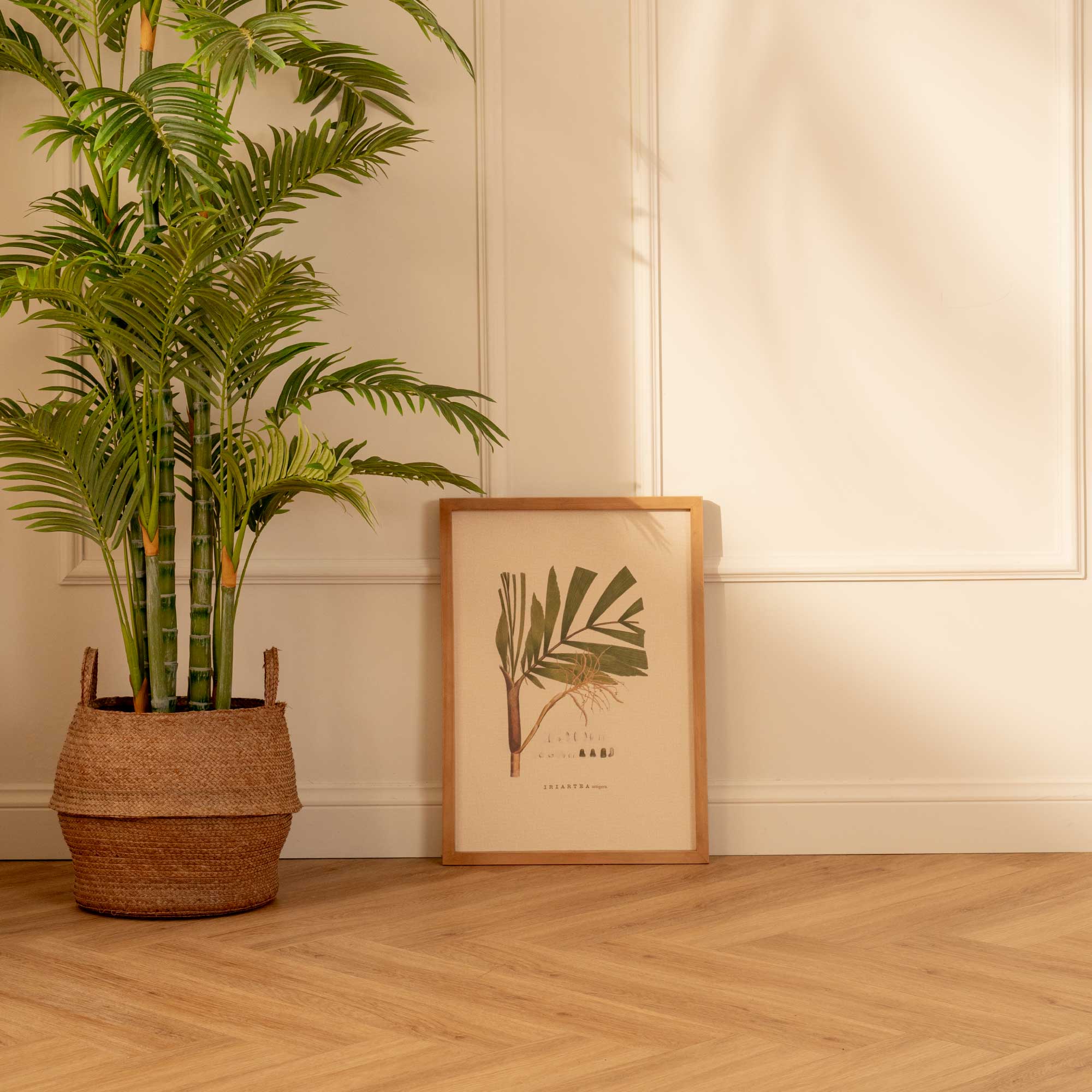 Fruto de Palma Bactris