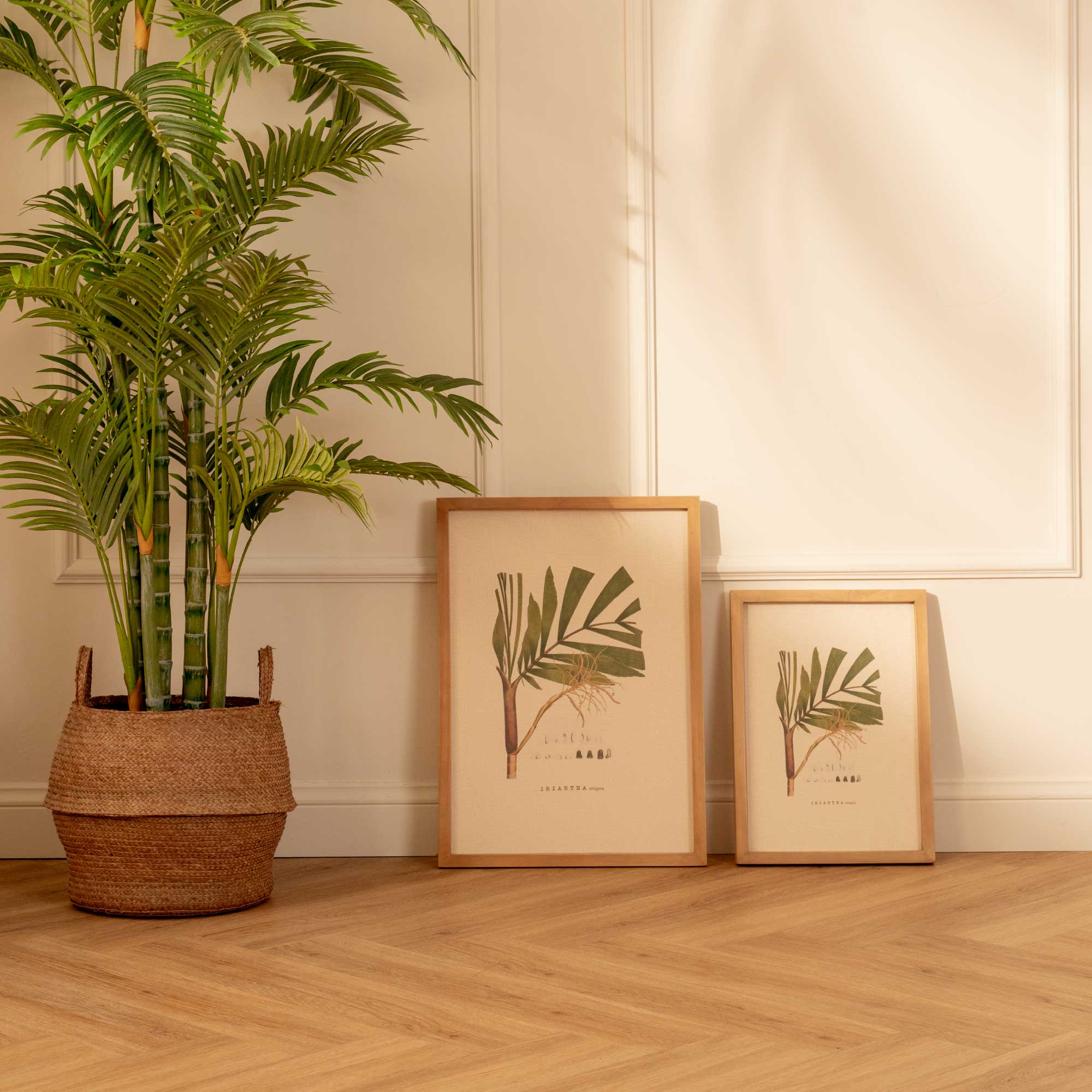 Fruto de Palma Bactris