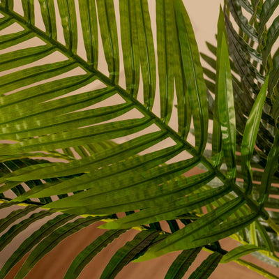 Palma Areca