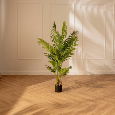 Palma Areca