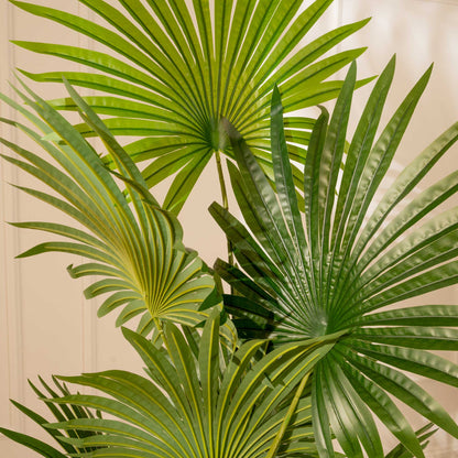 Palma Livistonia