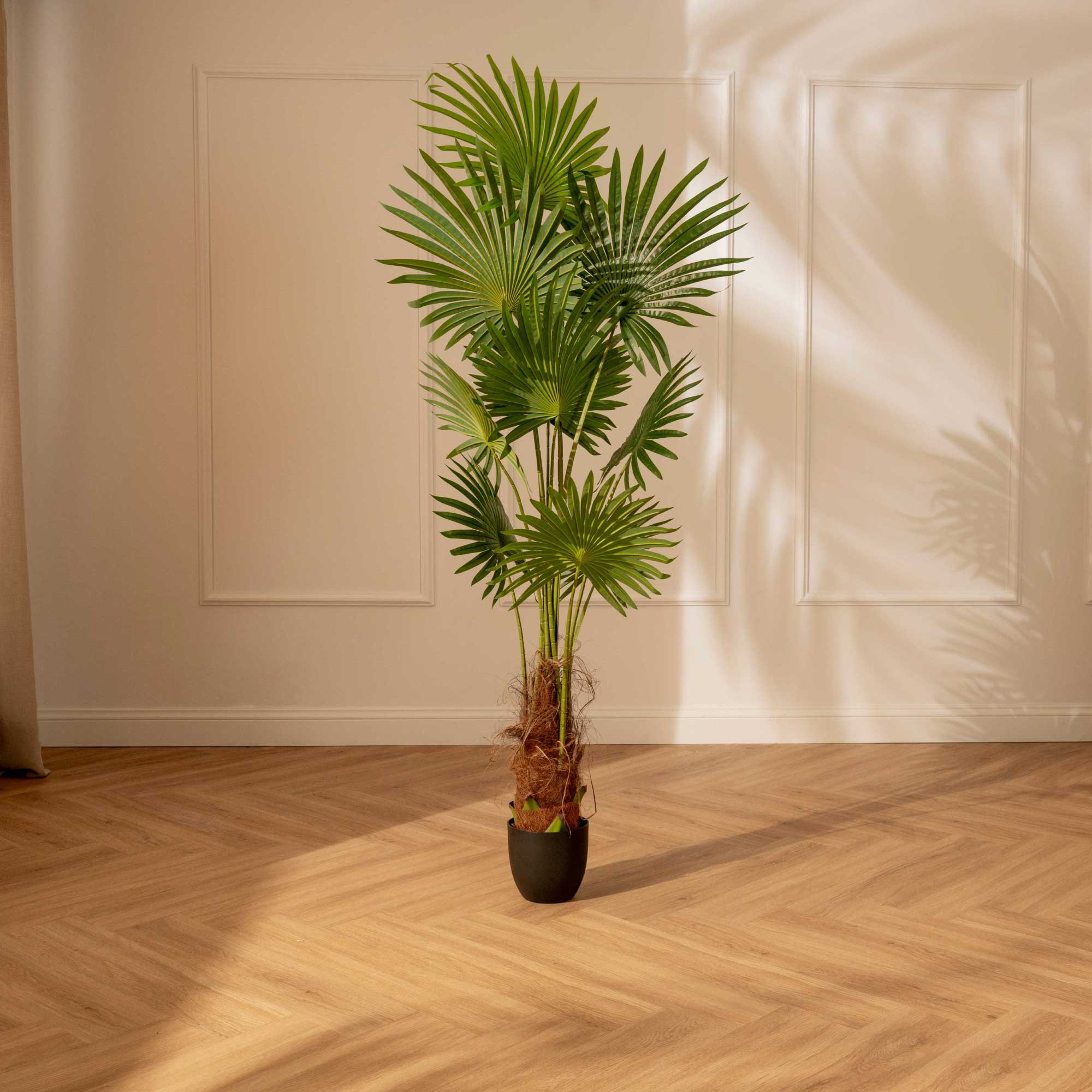 Palma Livistonia