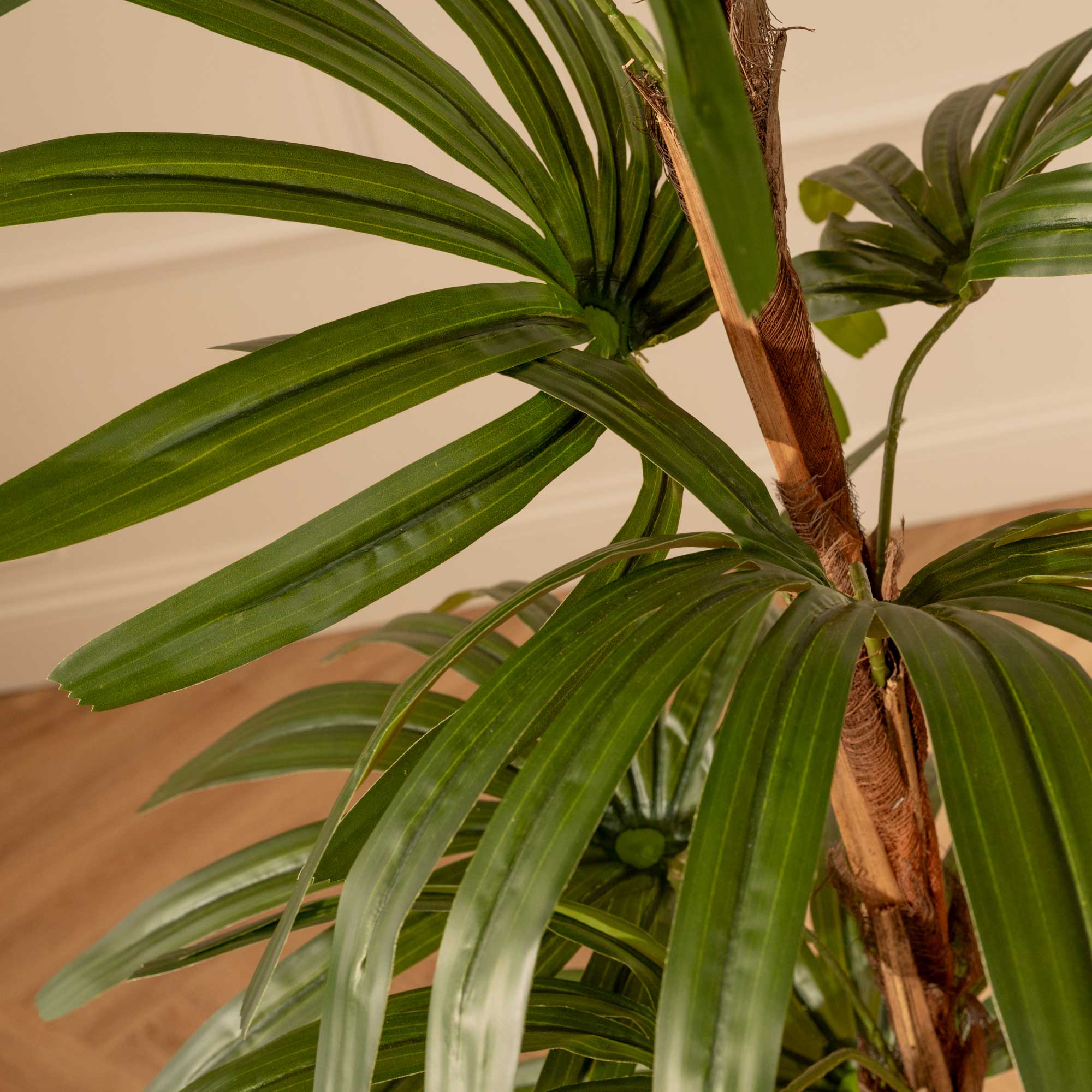 Palma Rhapis