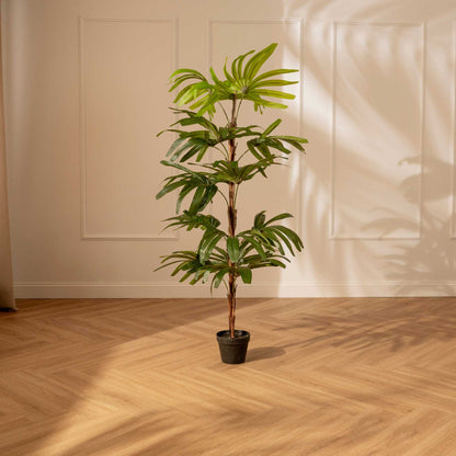 Palma Rhapis