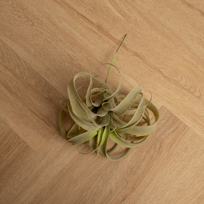 Plantas Artificiales Tilandsia
