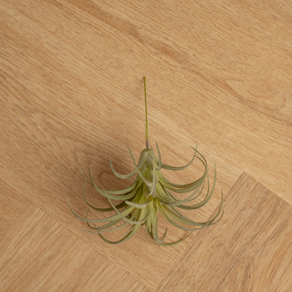 Plantas Artificiales Tilandsia