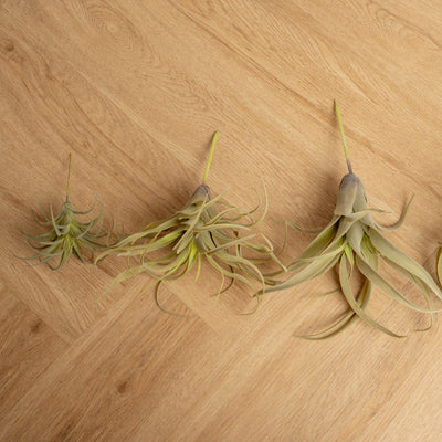 Plantas Artificiales Tilandsia
