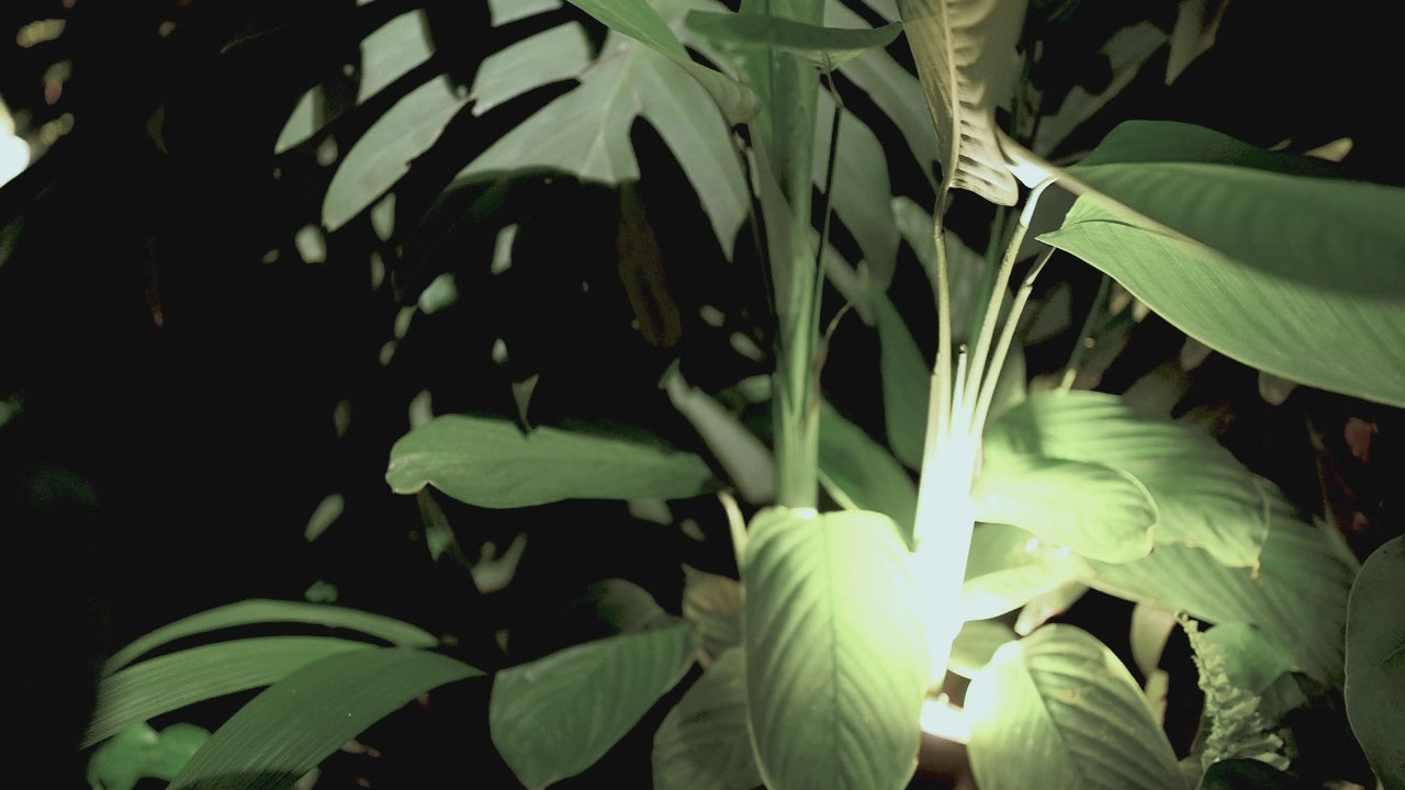 Cargar video: 